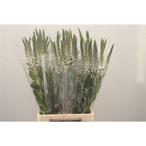 Lysimachia Clethroides