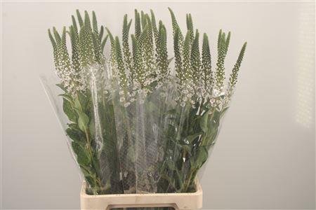 <h4>Lysimachia Clethroides</h4>