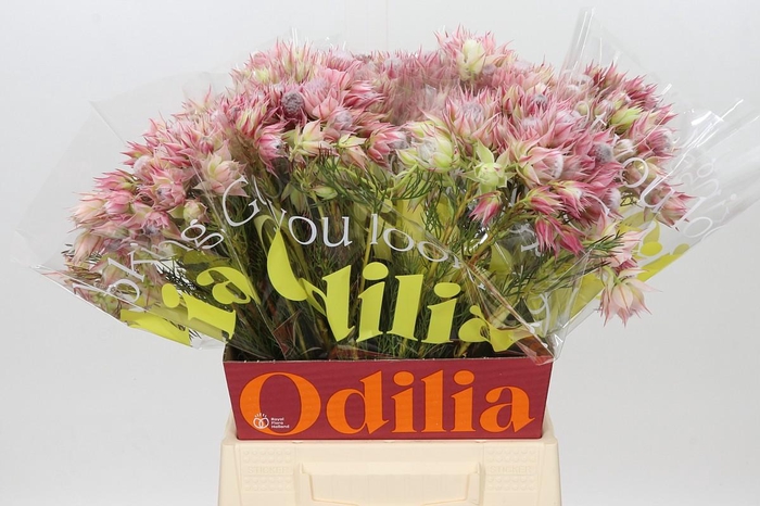 <h4>Blushing Bride Pink 2/5 Flowers</h4>