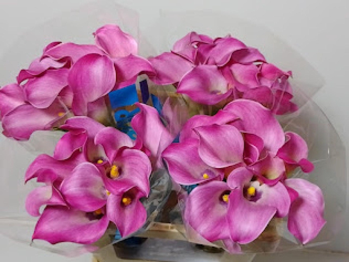 <h4>ZANT FANTASIA</h4>