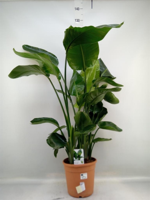 <h4>Strelitzia nicolai</h4>