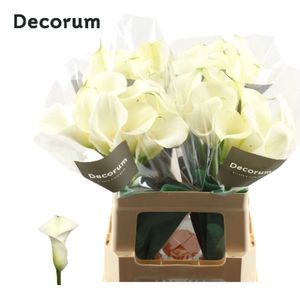 Zantedeschia captain ventura