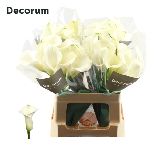 <h4>Zantedeschia captain ventura</h4>