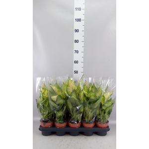 Dieffenbachia  'Amy'