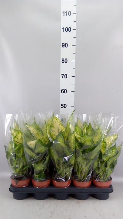 <h4>Dieffenbachia  'Amy'</h4>