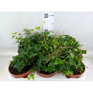 Hedera helix 'Shamrock'