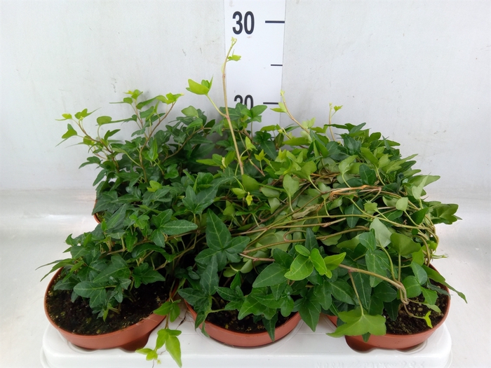 <h4>Hedera helix 'Shamrock'</h4>