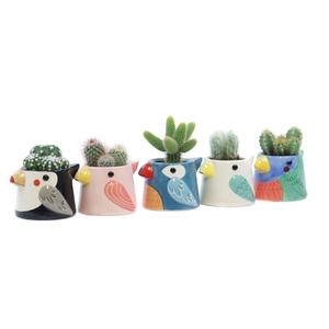 Cactus 5,5 cm in tanager bird planter