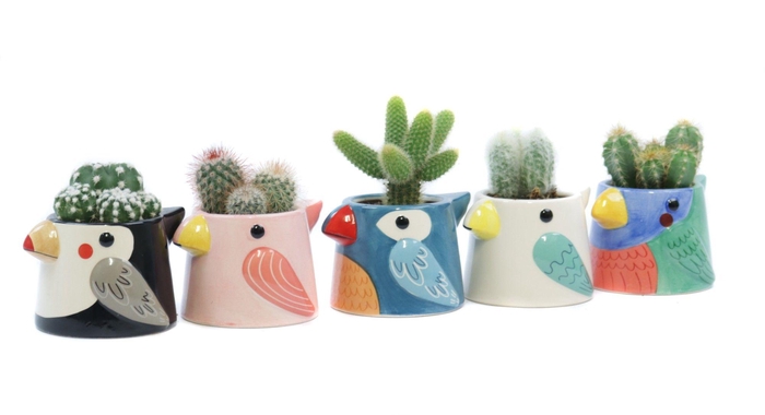 <h4>Cactus 5,5 cm in tanager bird planter</h4>