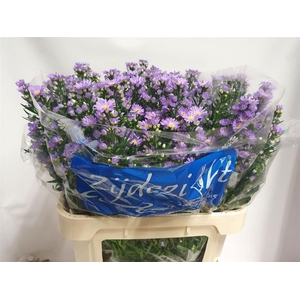 Aster Cassandra