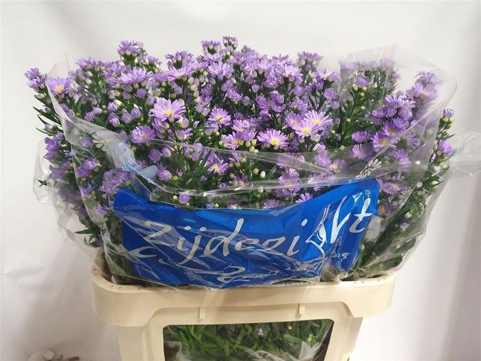 <h4>Aster Cassandra</h4>
