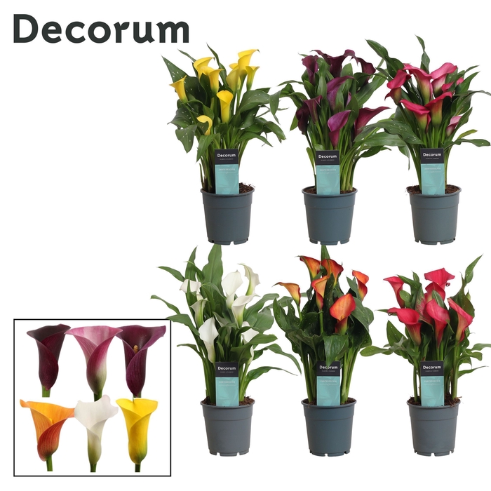 <h4>Zantedeschia Mix (Decorum)</h4>