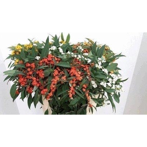 Euphorbia sp mix