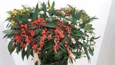 <h4>Euphorbia sp mix</h4>