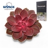 Echeveria Red Ruby Cutflower Wincx-12cm