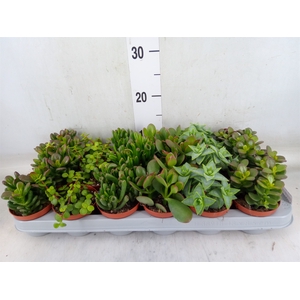Crassula   ...mix