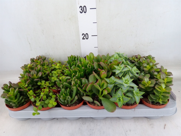 <h4>Crassula   ...mix</h4>
