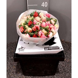 Anem Mistral Bicolor Mix