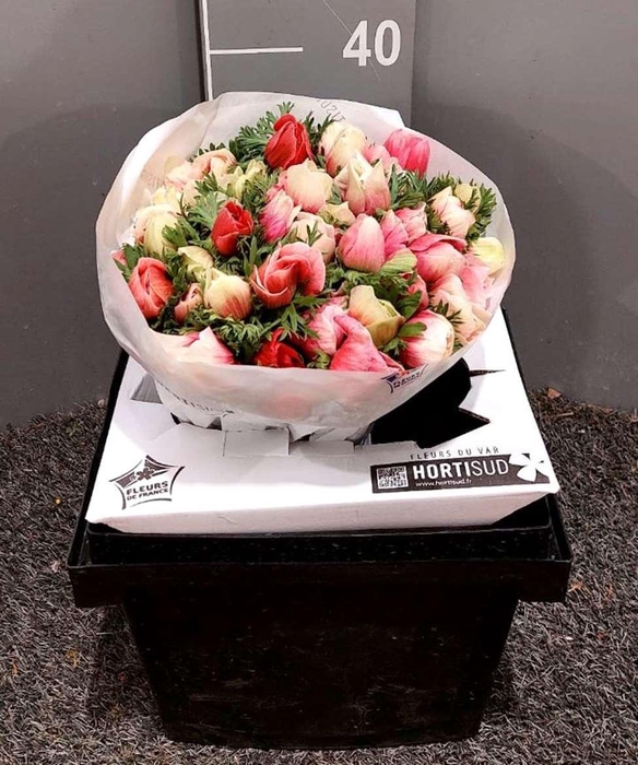 <h4>Anem Mistral Bicolor Mix</h4>