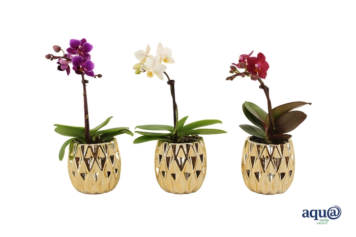 <h4>Dolomite Quartz Gold Tiny Dolls Mix 1T7+ Aqu@</h4>