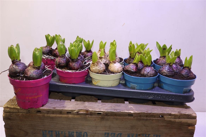 <h4>Hyacin Gem 3 Kl</h4>