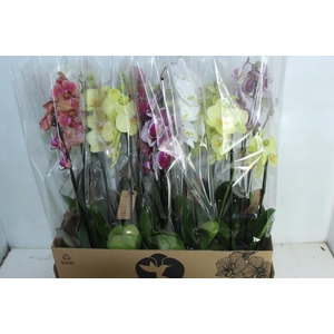 PHALAENOPSIS P12 2 HT