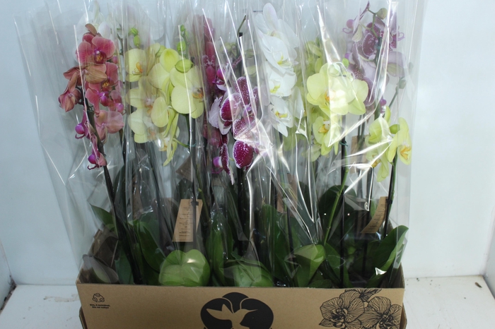 <h4>PHALAENOPSIS P12 2 HT</h4>