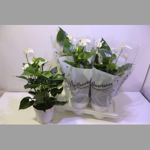 Anthu An White Champ