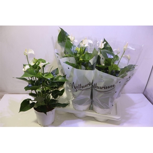 Anthu An White Champ