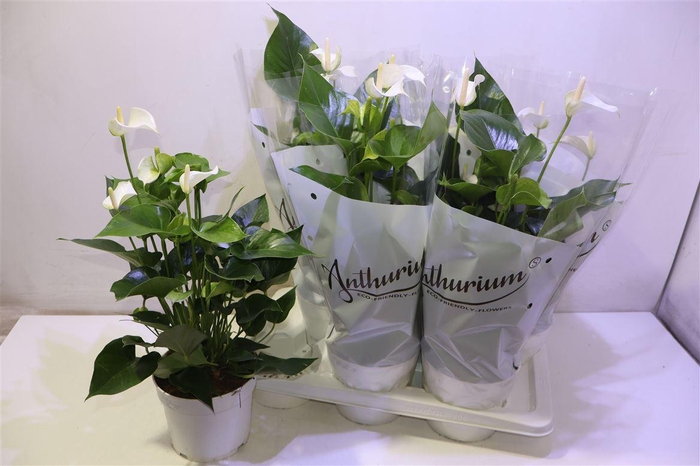 <h4>Anthu An White Champ</h4>