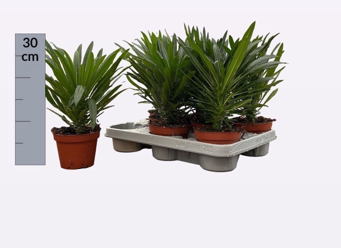 <h4>PACHYPOD LAMEREI</h4>