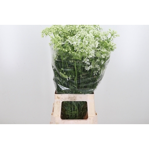 Orlaya Grandfl White