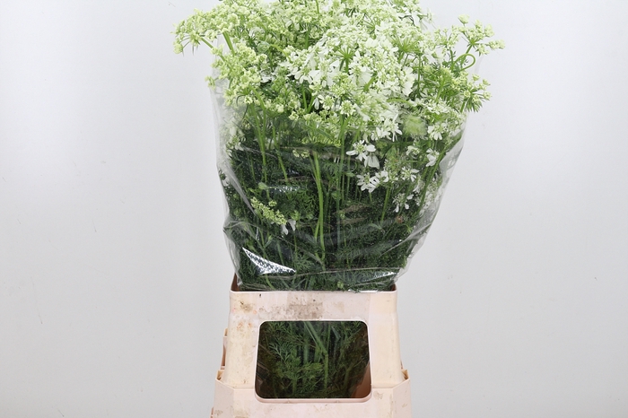 <h4>Orlaya Grandfl White</h4>