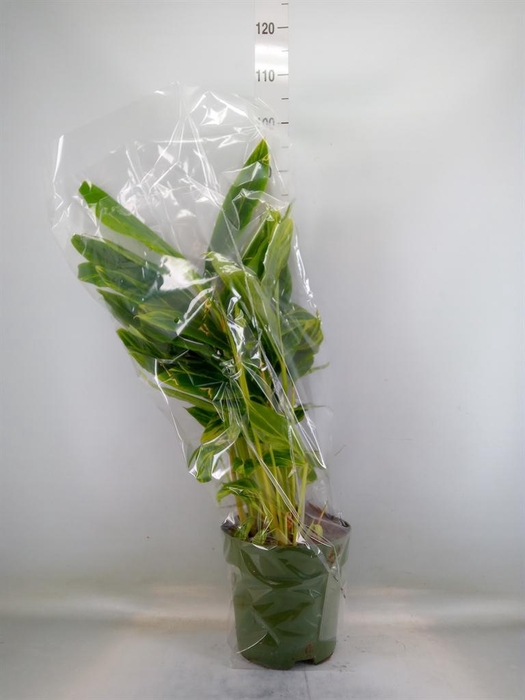 <h4>Alpinia zerumbet 'Variegata'</h4>