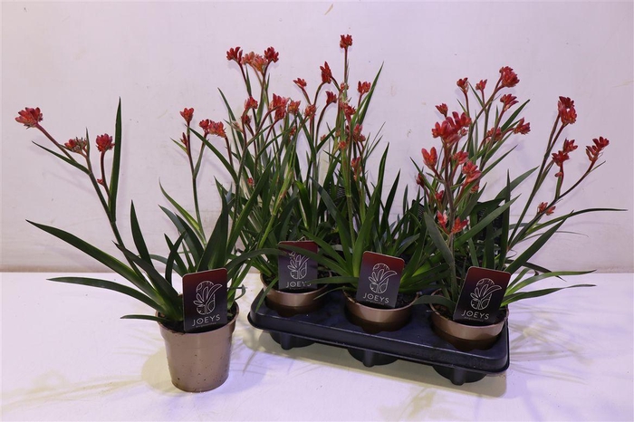 <h4>arr8 Anigo Ov Rood</h4>