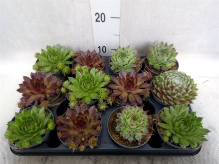 <h4>Sempervivum   ...</h4>