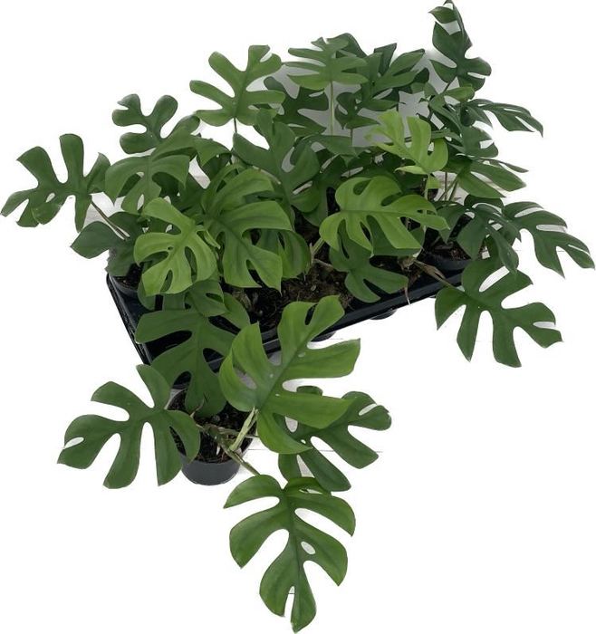 <h4>Monstera delic. 'Little Sister'</h4>
