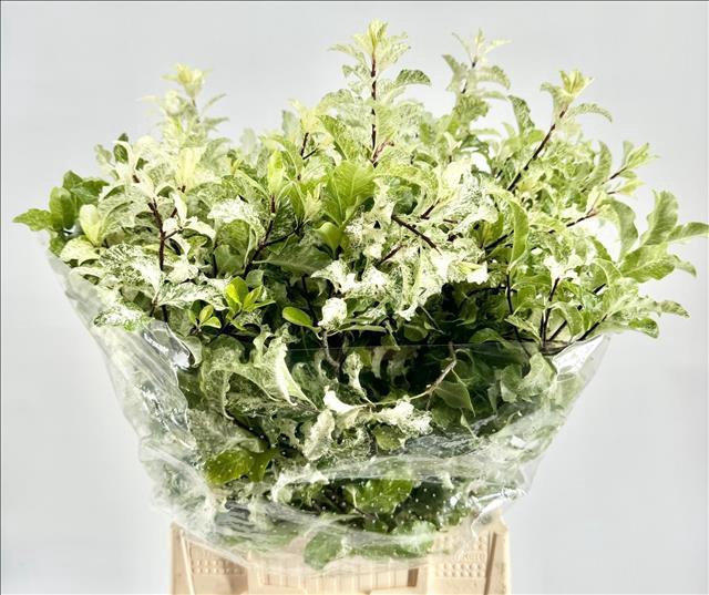 <h4>Pittosporum Nevato Extra</h4>