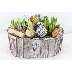 arr4 Bollenmix VL - Schors ovaal 285/3