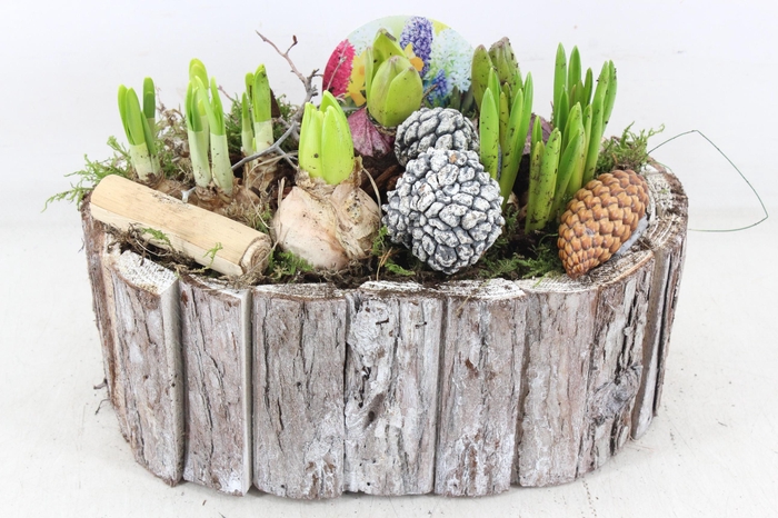 <h4>arr4 Bollenmix VL - Schors ovaal 285/3</h4>