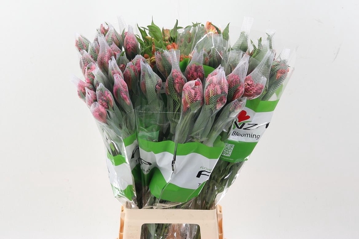 <h4>Alstr Gemengd Fu</h4>