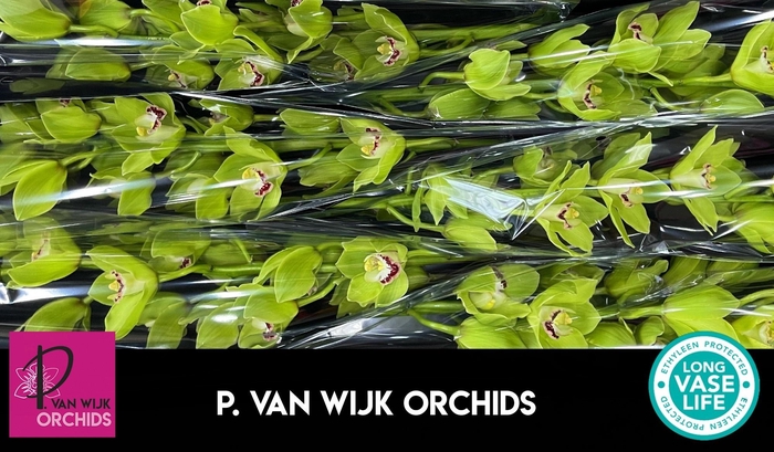 <h4>CYMB T ALI ANDERSON</h4>