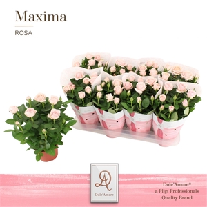 Potroos Infinity Princess P14 Dolc'Amore® Maxima