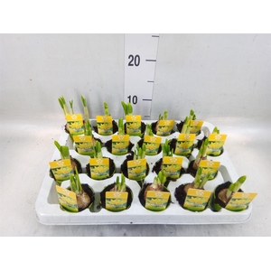 Narcissus  'Tete a tete'