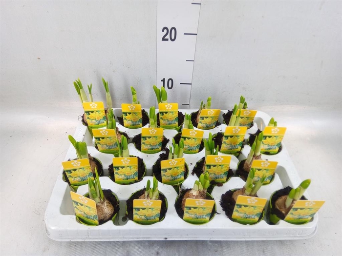 <h4>Narcissus  'Tete a tete'</h4>