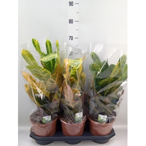 Codiaeum var. GR 'Excellent'