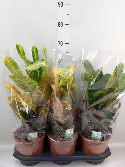 <h4>Codiaeum var. GR 'Excellent'</h4>