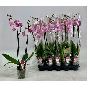 PHAL OV ROZE