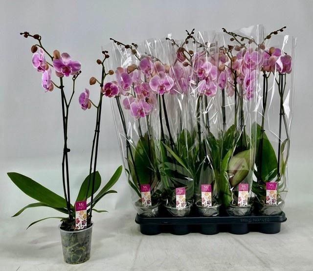<h4>PHAL OV ROZE</h4>