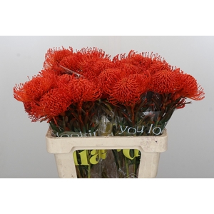Nutans Painted Orange